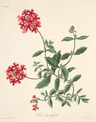 Scarlet-blomstret Vervain, fra Floral Illustrations of the Seasons, pub. 1829